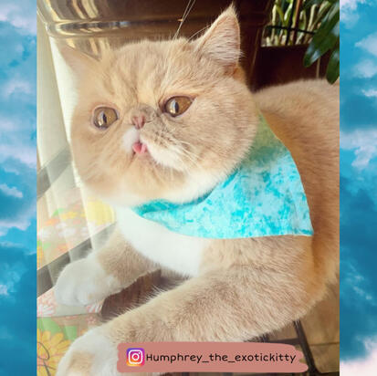 Humphrey Humphrey