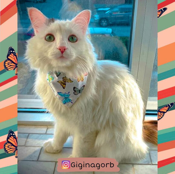 Neo, Pip &amp; Stella